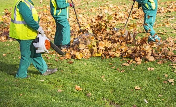 A landscaping crew clearing fallen leaves from a lawn with backpack blowers on a bright autumn day.